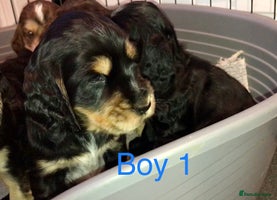 Cocker Spaniel dogs Kc show extensive health tests beautiful colours - Advert 12