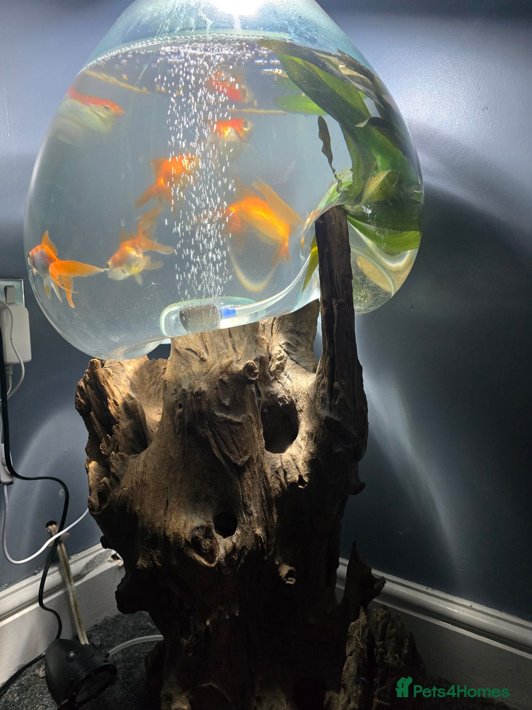 Fancy Goldfish fish for sale: Unique fish tank with stand - Image 6