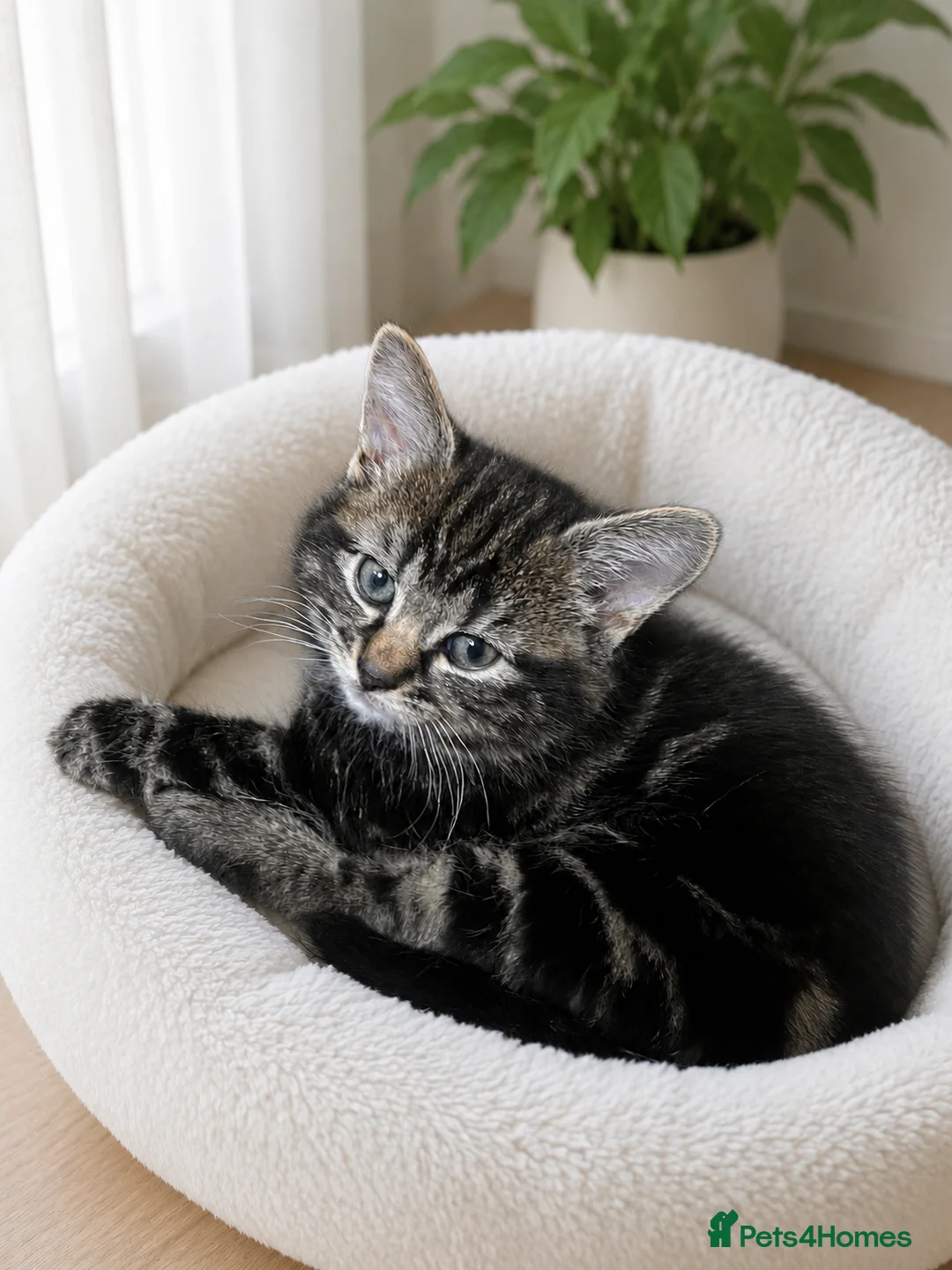 Mixed Breed cats for sale: 🐾 Beautiful Kittens Ready for Their New Homes 🐾 - Advert 6