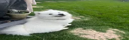 Samoyed dogs for sale: Beautiful Samoyed Puppies .    - Advert 6