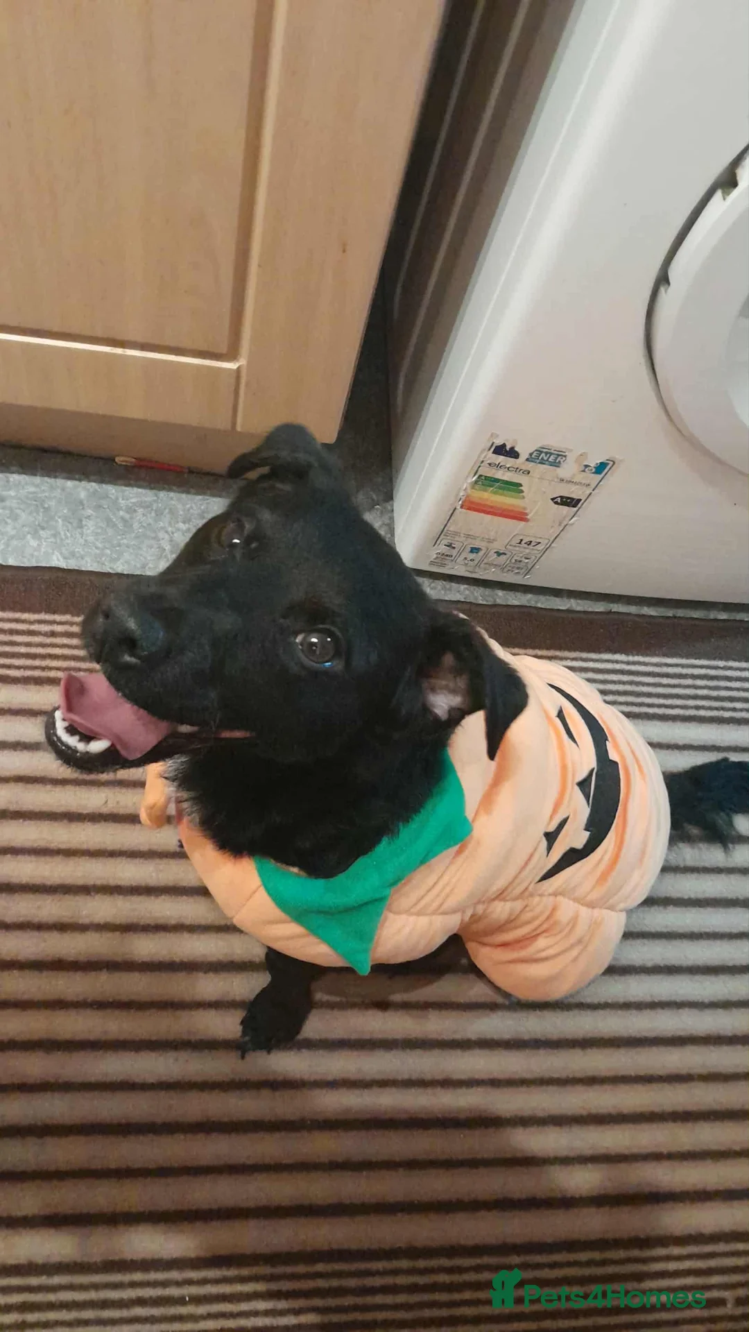 Patterdale Terrier dogs for sale: For sale  - Advert 1