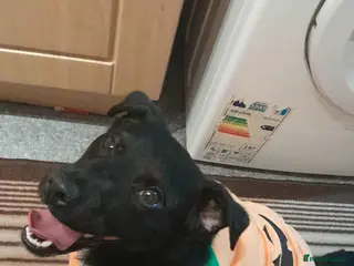 Patterdale Terrier dogs For sale - Advert 1