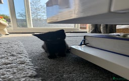 Bengal cats for sale: 2 black female cats  - Image 4
