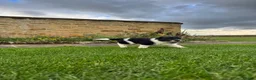 Border Collie dogs for sale: Gorgeous Litter of border collie puppy’s  - Advert 20