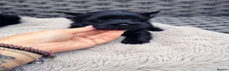 Yorkshire Terrier dogs for sale: Mini Black Yorkshire Terrier Boys  - Advert 4