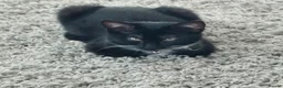 Mixed Breed cats for sale: Kittens - Advert 1