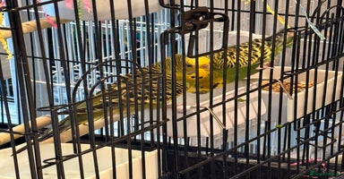 Budgerigars birds - Advert 6