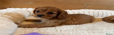 Cavalier King Charles Spaniel Puppy 7