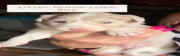 Border Collie dogs for sale: Beautiful Border collie puppies - Advert 5