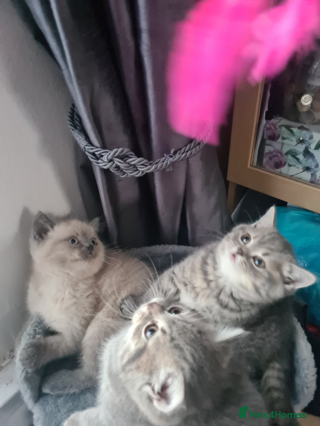 British Shorthair cats for sale: Beautiful kittens. - Advert 8