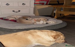 Labrador Retriever dogs for sale: Labrador puppies  - Image 13