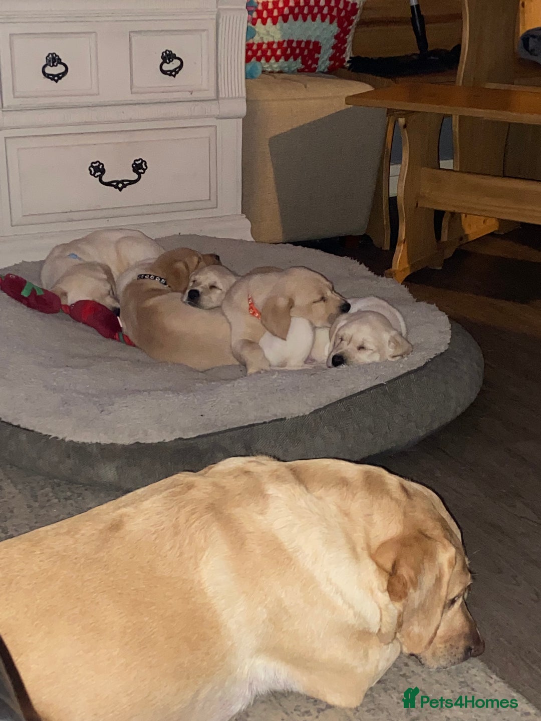 Labrador Retriever dogs for sale: Labrador puppies  - Image 13