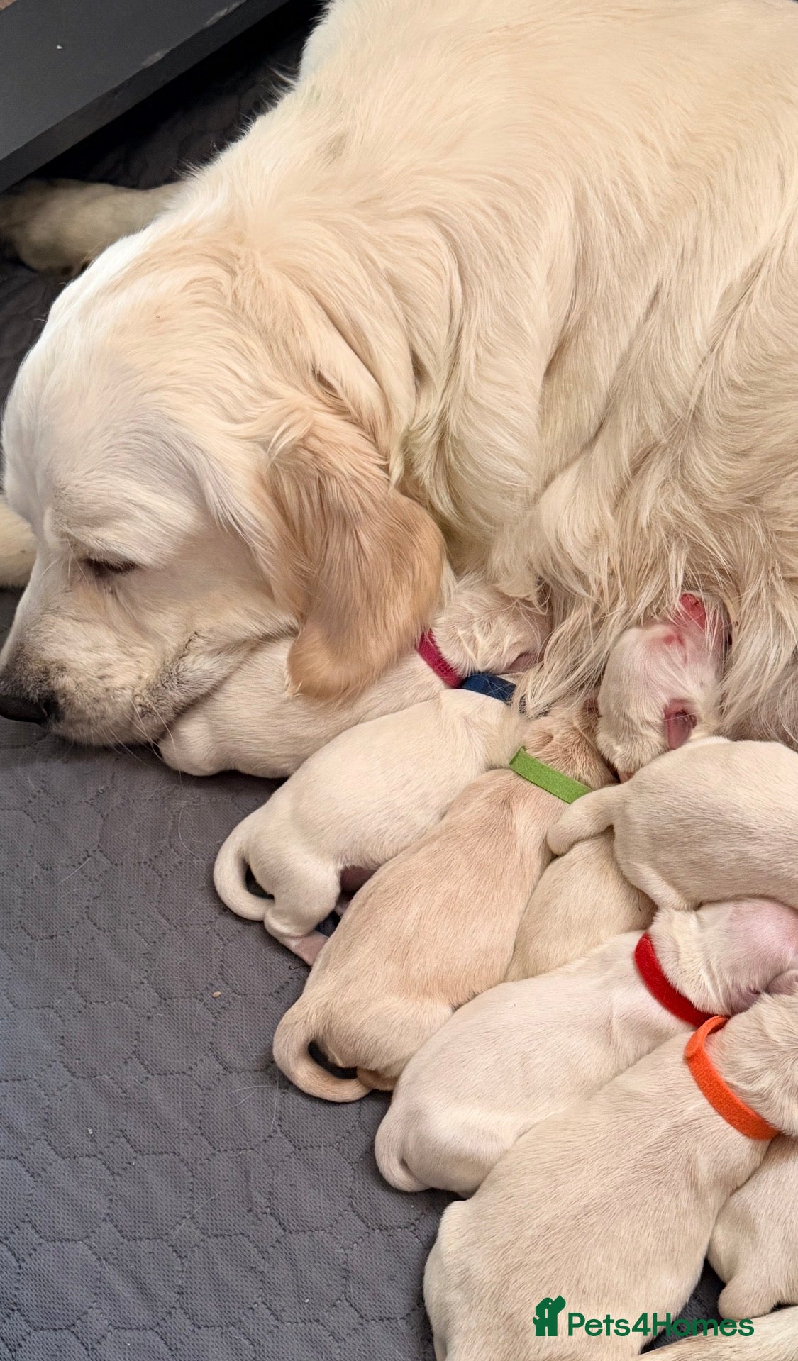 Golden Retriever dogs Outstanding KC Cream Golden Retriever Puppies - Advert 1
