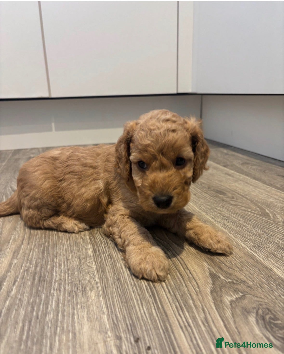 Cockapoo dogs 🐾💕7 GORGEOUS COCKAPOOS GIRLS 💕🐾 - Advert 5