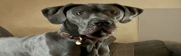 Great Dane dogs for adoption: Beautiful Blue Great Dane – Willow (2 Years Old) - Advert 2