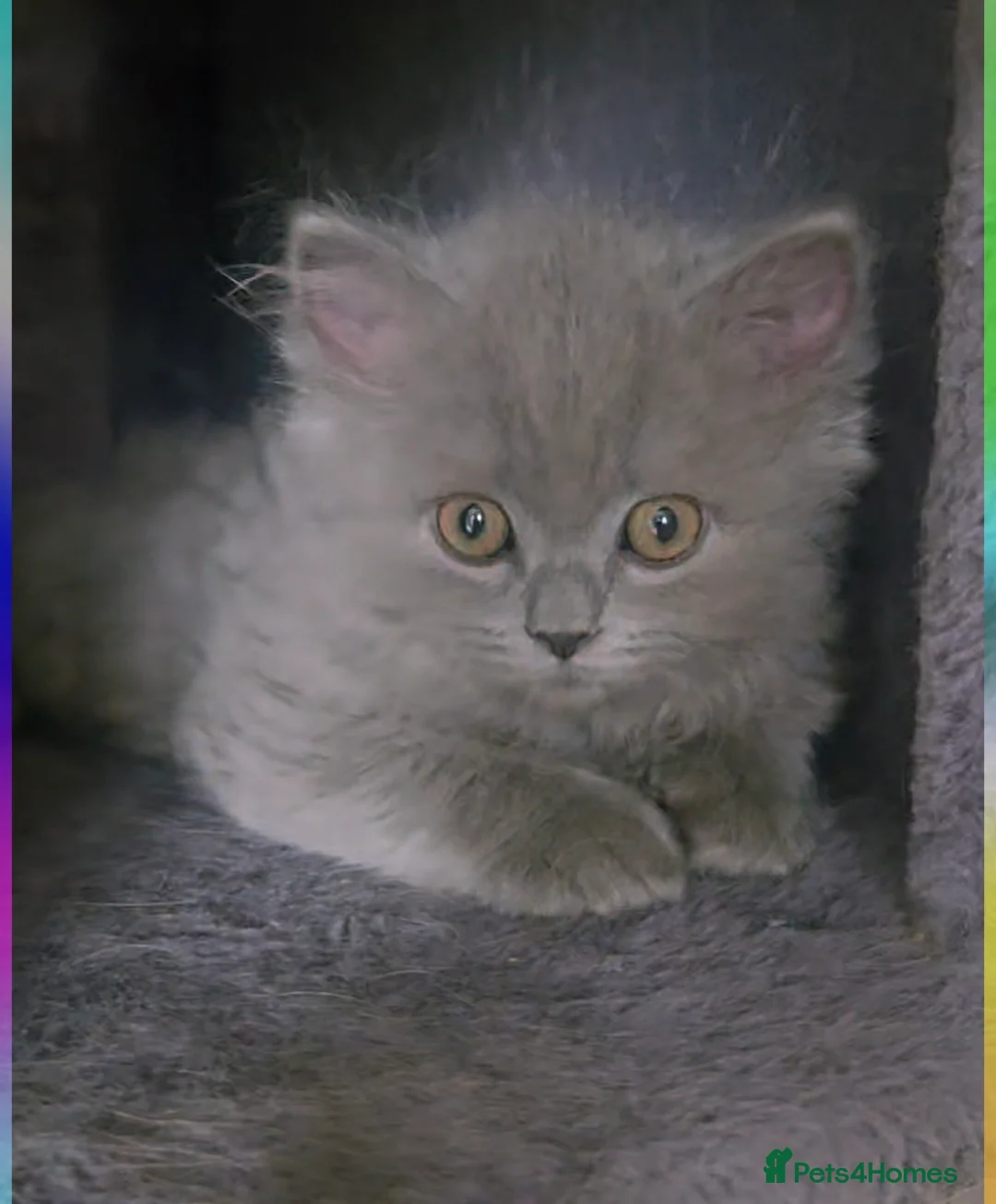 British Longhair cats for sale: British Longhair Blue Male  - Advert 2