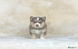 Pomsky dogs for sale: Stunning blue eyes f3 Pomsky puppies for sale - Advert 10