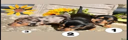 Miniature Dachshund dogs for sale: 💕 Lovely Miniature Dachshund Puppies - Advert 1