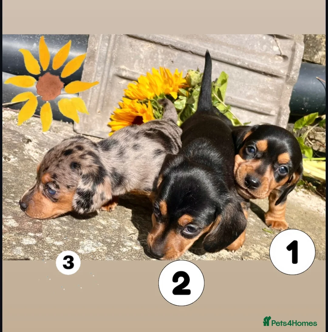 Miniature Dachshund dogs for sale: 💕 Lovely Miniature Dachshund Puppies - Advert 1