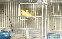 Canaries birds for sale: Yellow Diamorphic Canaries  - Advert 4