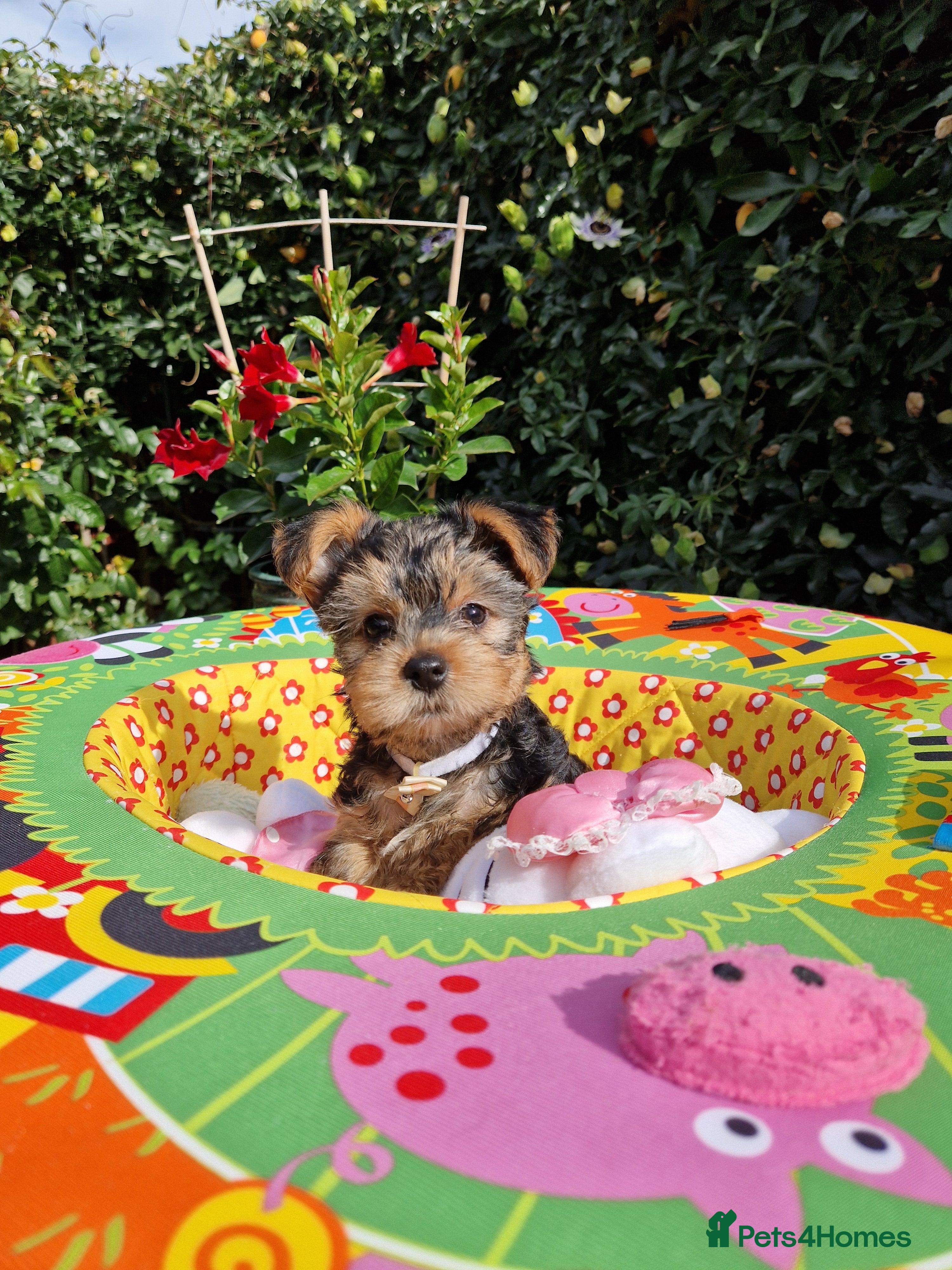 Yorkshire Terrier dogs Yorkshire Puppies for Sale - Advert 2