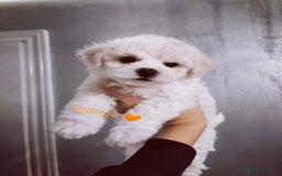 Bichon Frise dogs for sale: 🐶 Pure Bichon Frise Puppies for Sale! 🐶 - Image 4