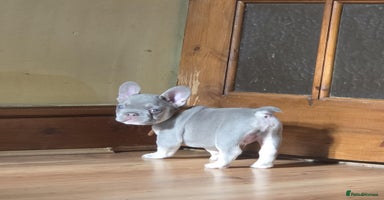 French Bulldog dogs - Advert 12