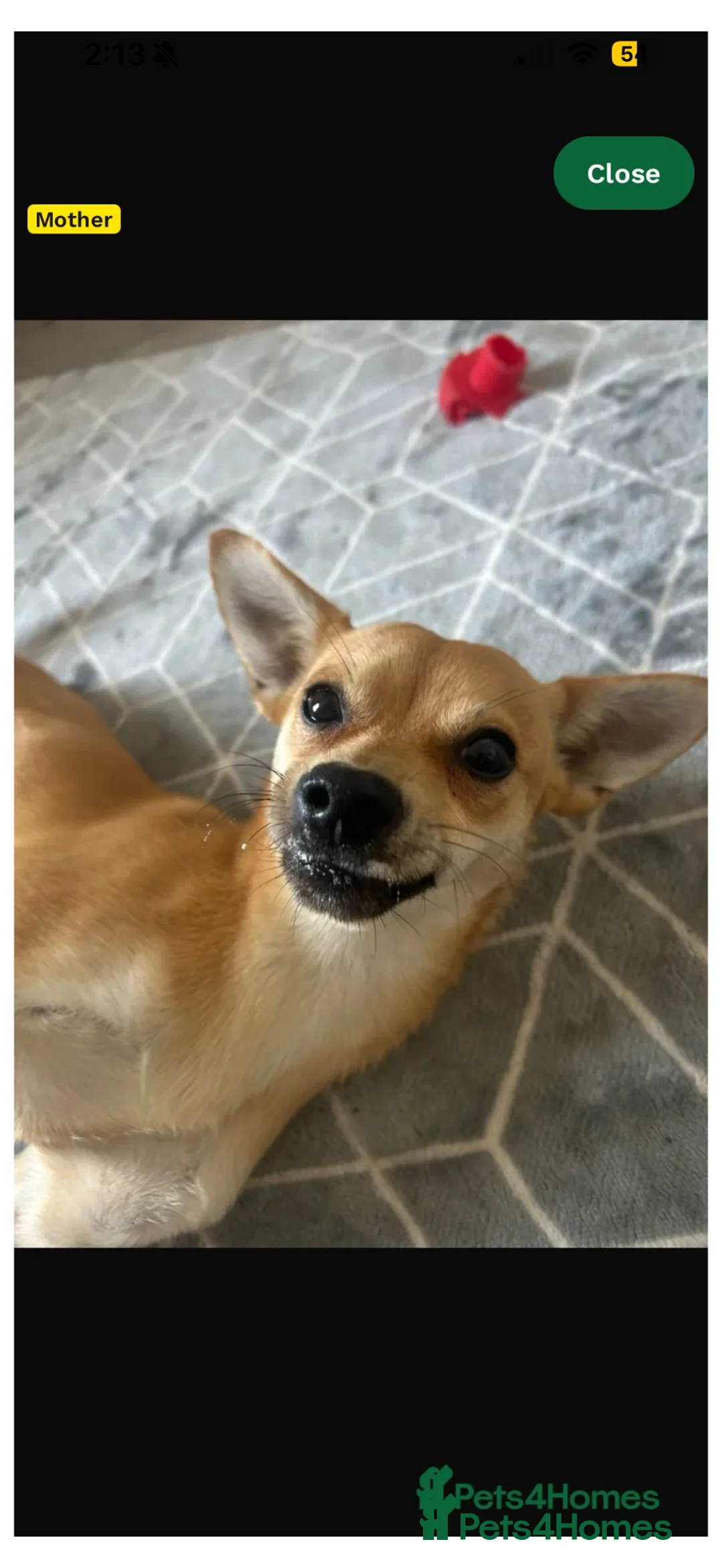 Mixed Breed dogs for sale: 7 month old Jack russell X pomeranian  - Advert 8