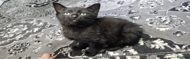 British Shorthair Male 2