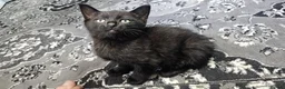 Mixed Breed cats for sale: A beautiful litter of 4 kittens - Advert 26