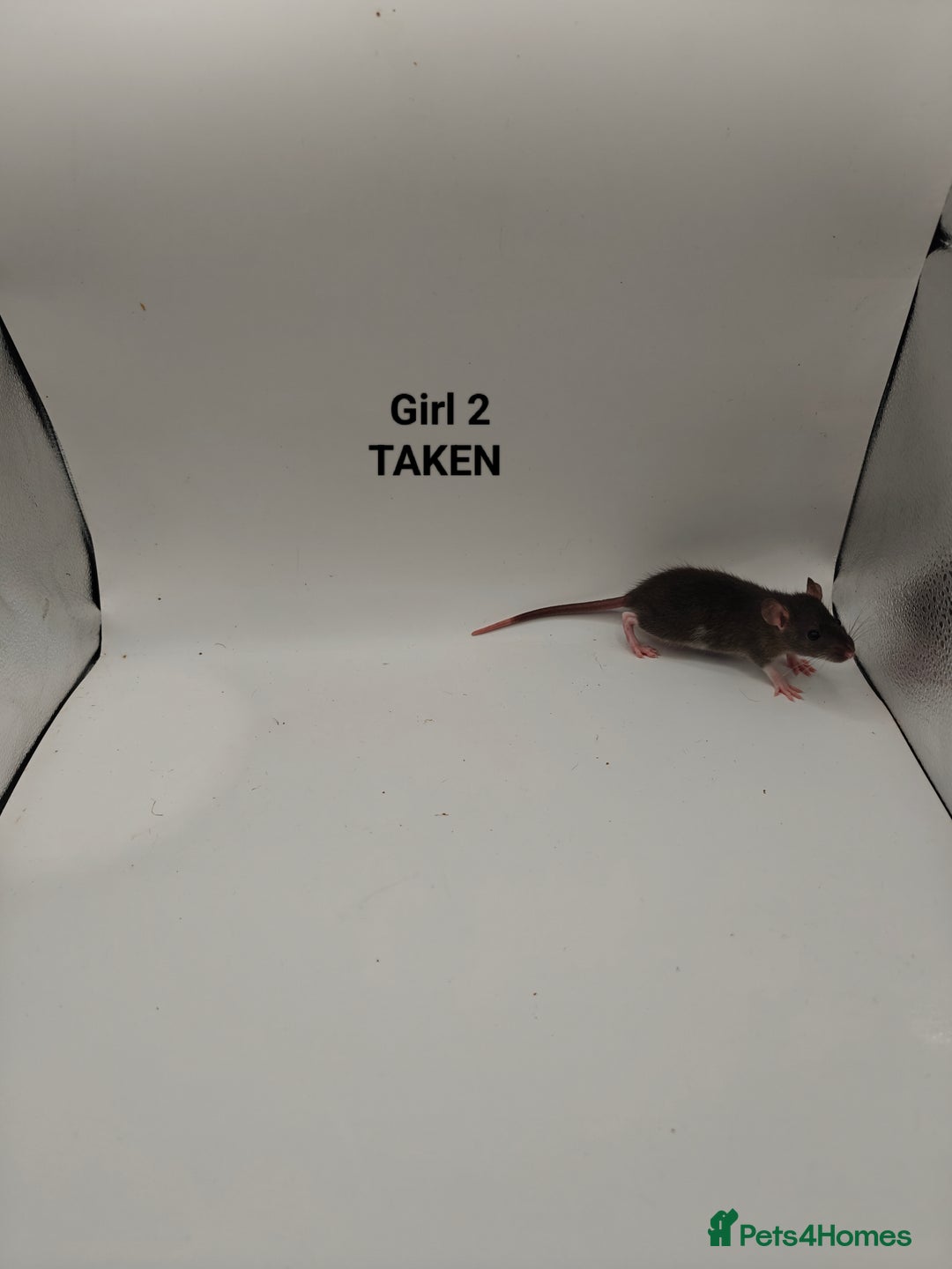 Rat rodents for sale: NOV: 18 Rats (8 Rats: 3 Boy & 5 Girls Left) - Advert 8