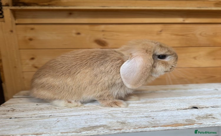 Mini Lop rabbits - Advert 12