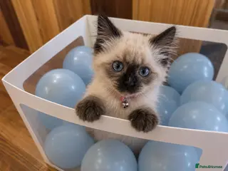 Birman cats Blue eyed Birman cross kittens - Advert 2