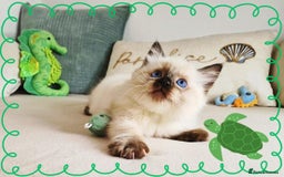 Ragdoll cats for sale: Top-Quality Pedigree Ragdoll Kittens - 3 AVAILABLE - Image 27