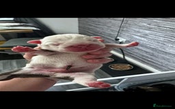 English Bulldog dogs for stud: Charlie for stud lilac and tan fullsuit - Image 8