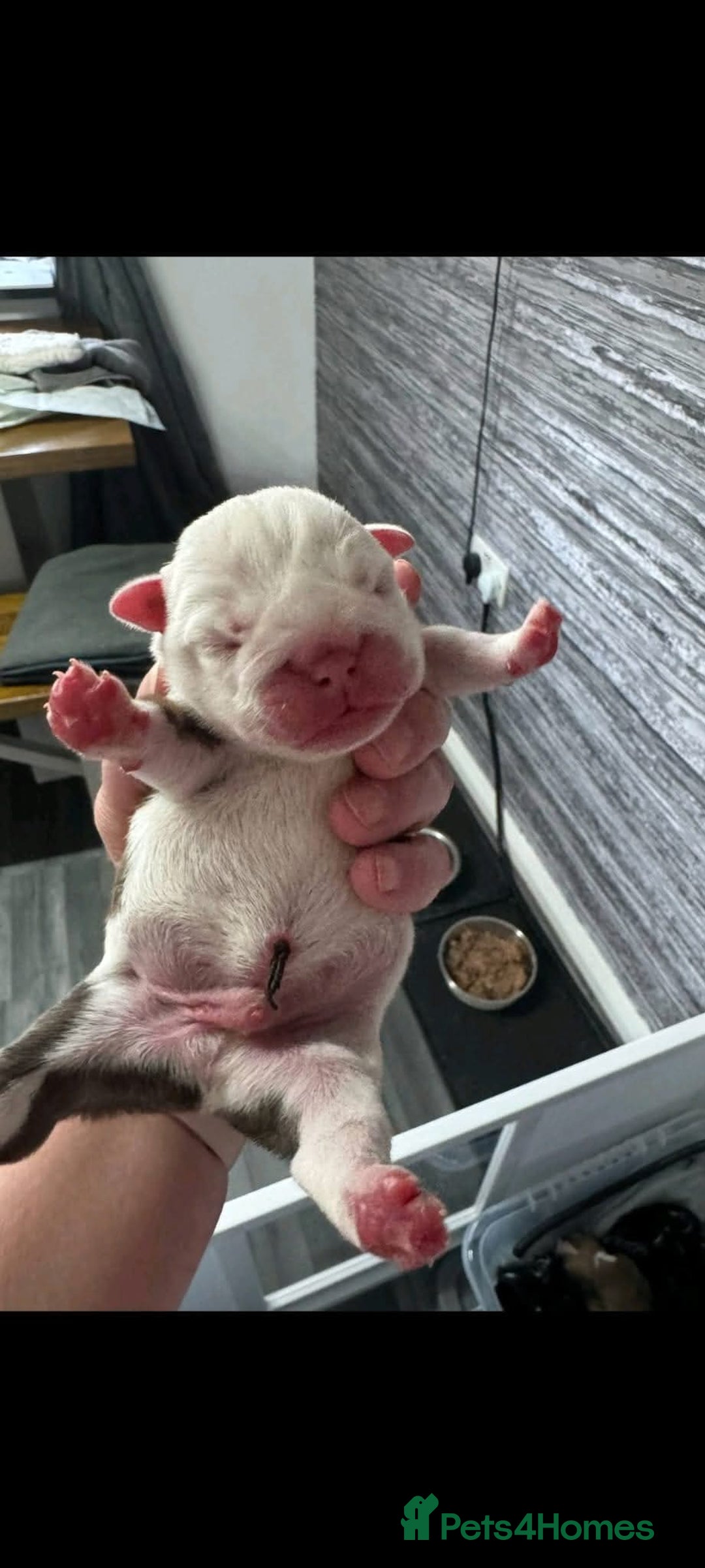 English Bulldog dogs for stud: Charlie for stud lilac and tan fullsuit - Image 8