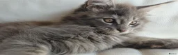 Maine Coon cats for sale: TICA Reg 2 Pure Bread Maine coon kittens - Advert 12