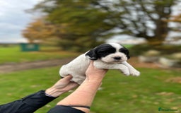 Cocker Spaniel dogs for sale: Cocker Spaniel Puppies for sale  - Advert 5