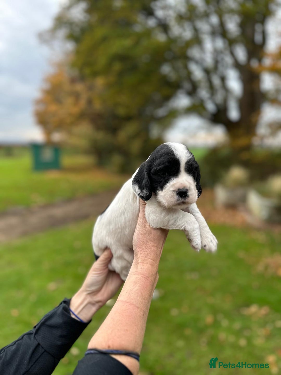Cocker Spaniel dogs for sale: Cocker Spaniel Puppies for sale  - Advert 5