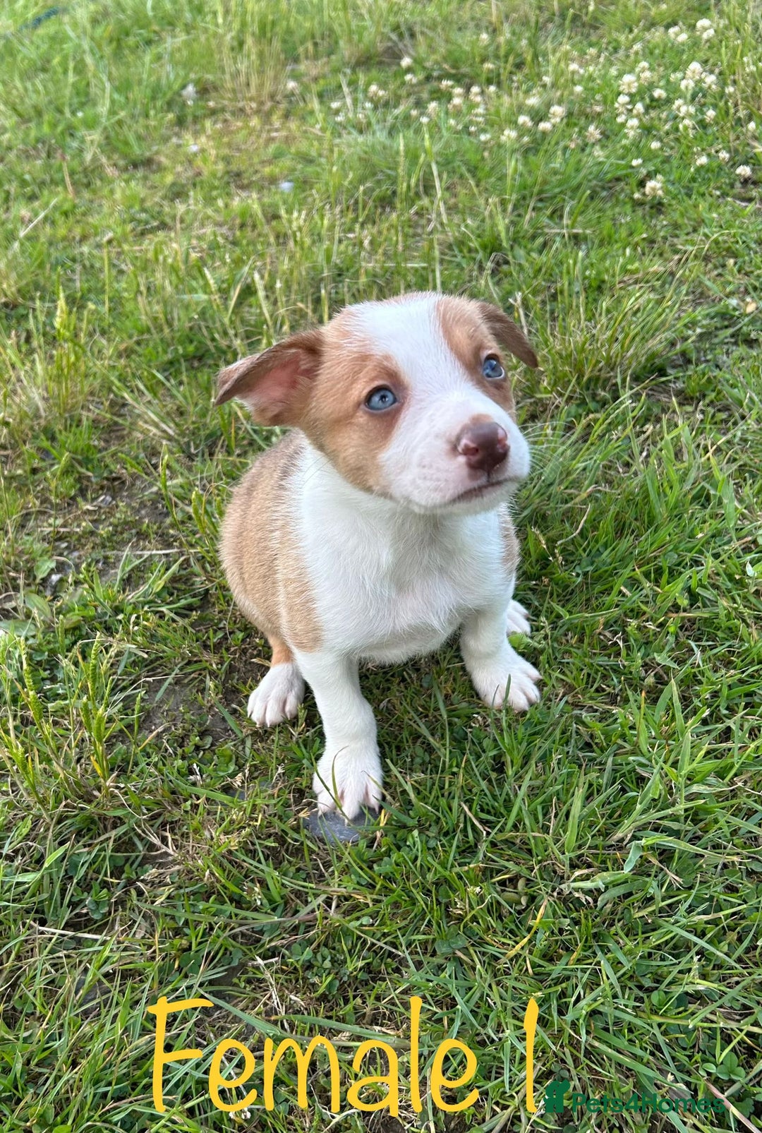 Mixed Breed dogs for sale: Beautiful Border Collie pups - Image 4