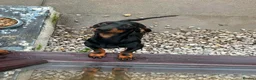 Dachshund dogs for sale: Black and Tan dachshund  - Advert 2