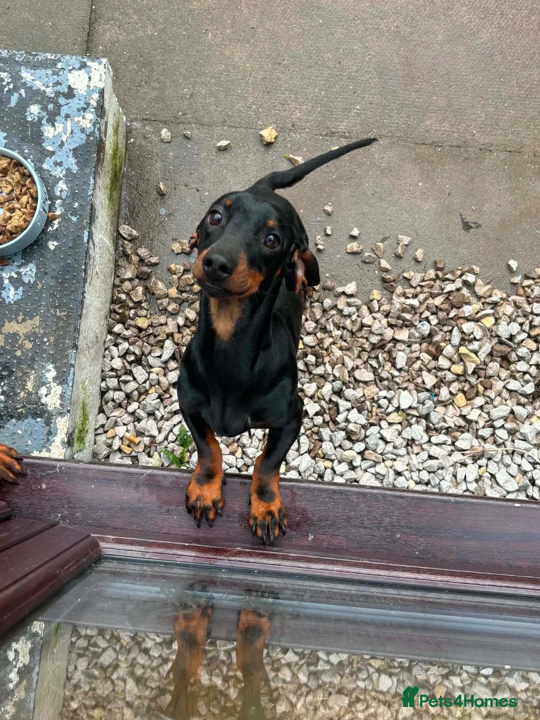 Dachshund dogs for sale: Black and Tan dachshund  - Advert 2