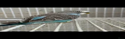 Budgerigars birds for sale: Breeding cages with budgies in Plymouth - Advert 3