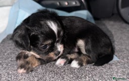 Mixed Breed dogs for sale: Tini Malchi puppies  - Image 7