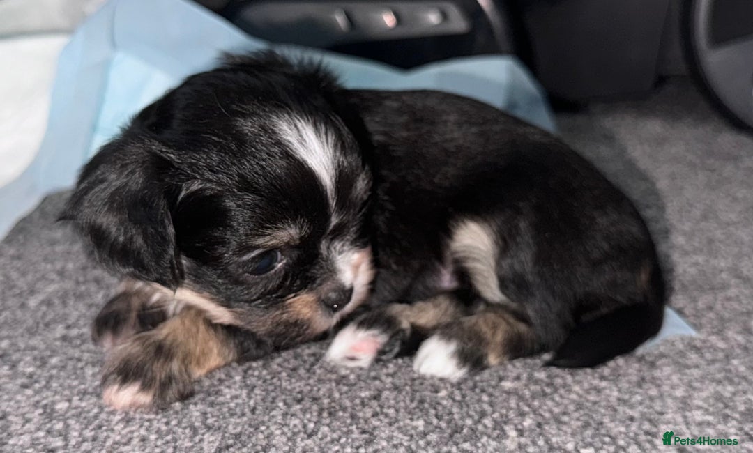 Mixed Breed dogs for sale: Tini Malchi puppies  - Image 7