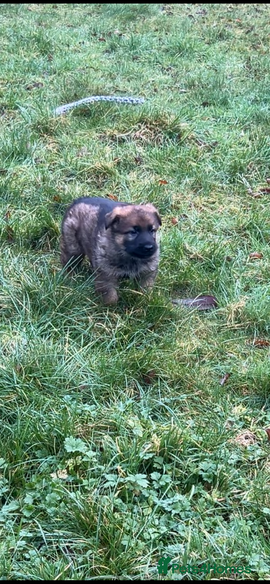 German Shepherd dogs for sale: Male german shepherd - Advert 4