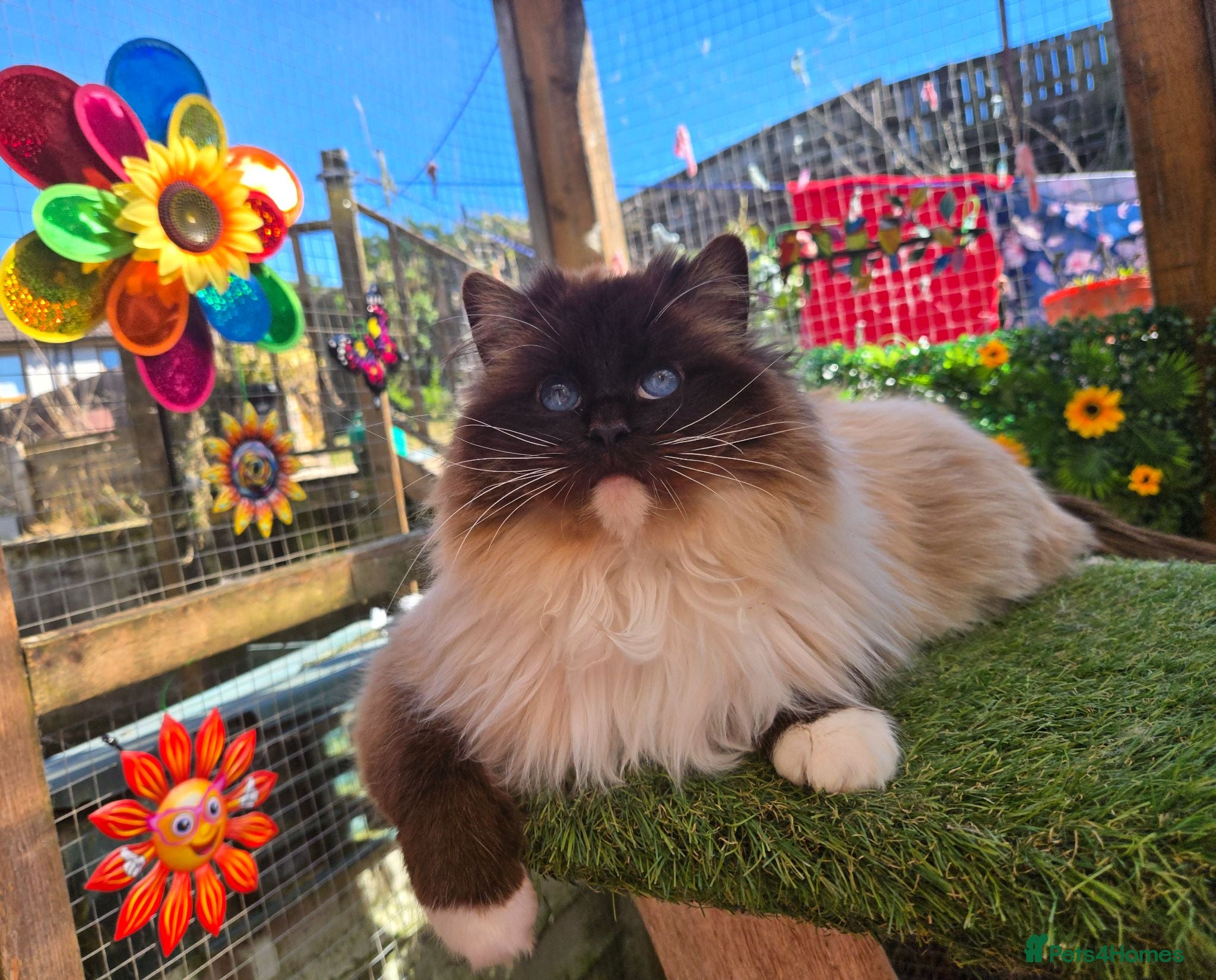 Ragdoll cats Female Blue Mitted Ragdoll Active registered - Advert 2