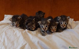 Russian Blue cats for sale: Mix Russian Blue and Maine Coon - Image 17