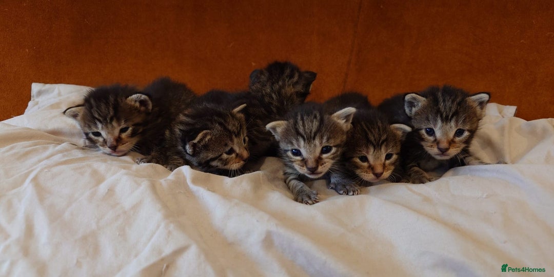 Russian Blue cats for sale: Mix Russian Blue and Maine Coon - Image 17