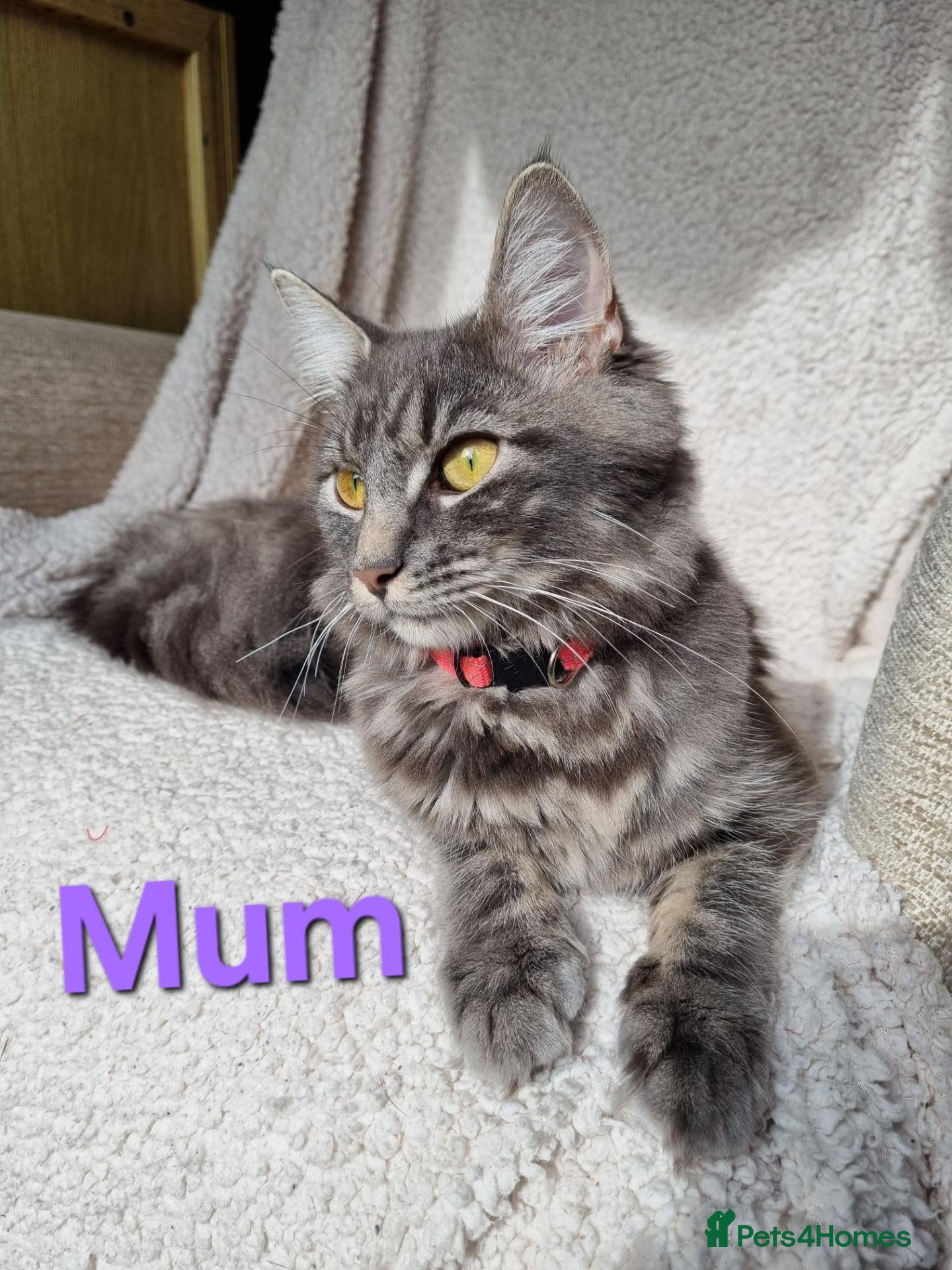 Maine Coon cats Beautiful 3/4 Maine Coon cross Kittens - Advert 1